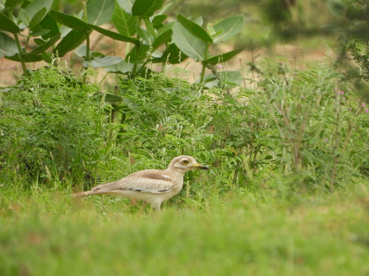 Indian Thick-knee - ML621806249