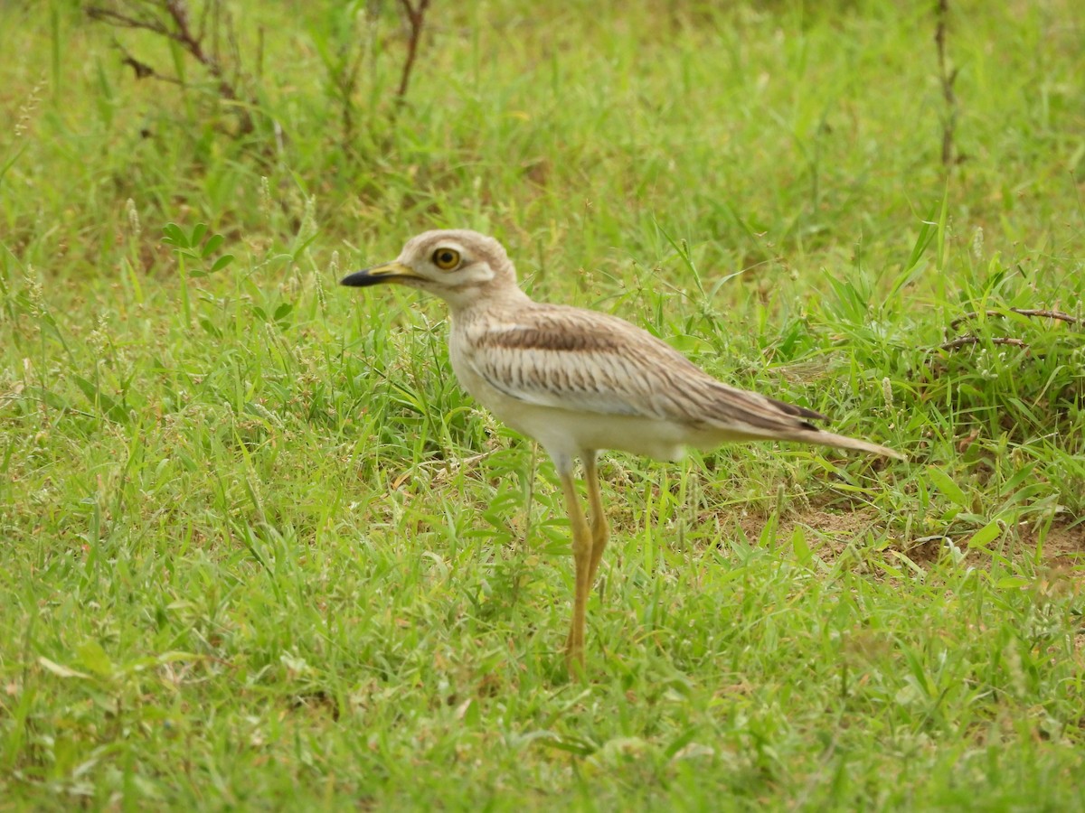 Indian Thick-knee - ML621806250