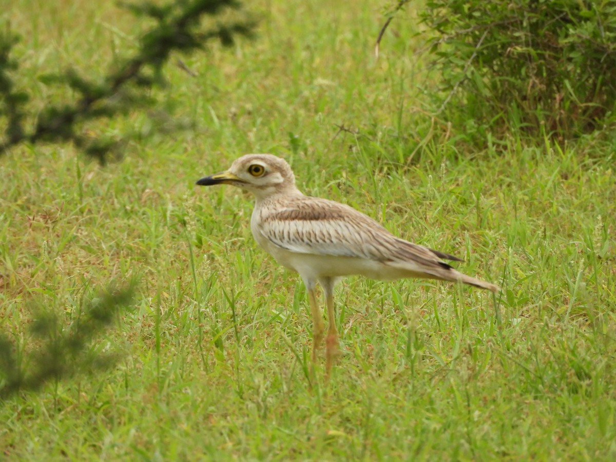 Indian Thick-knee - ML621806253