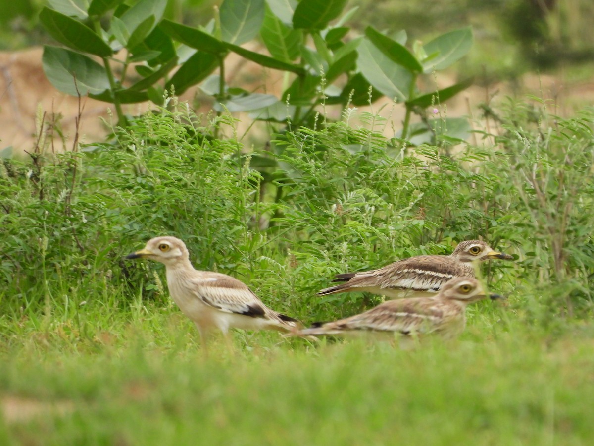 Indian Thick-knee - ML621806254