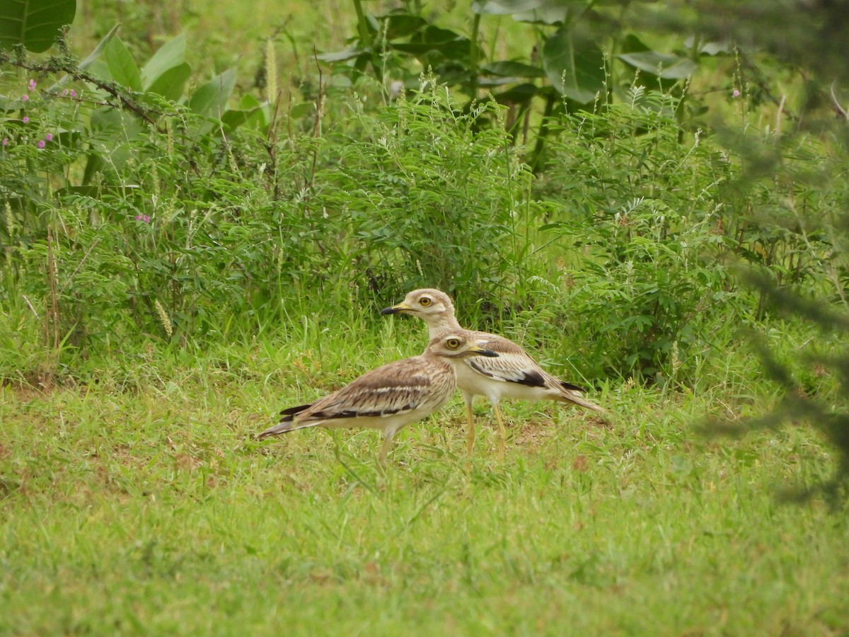 Indian Thick-knee - ML621806255