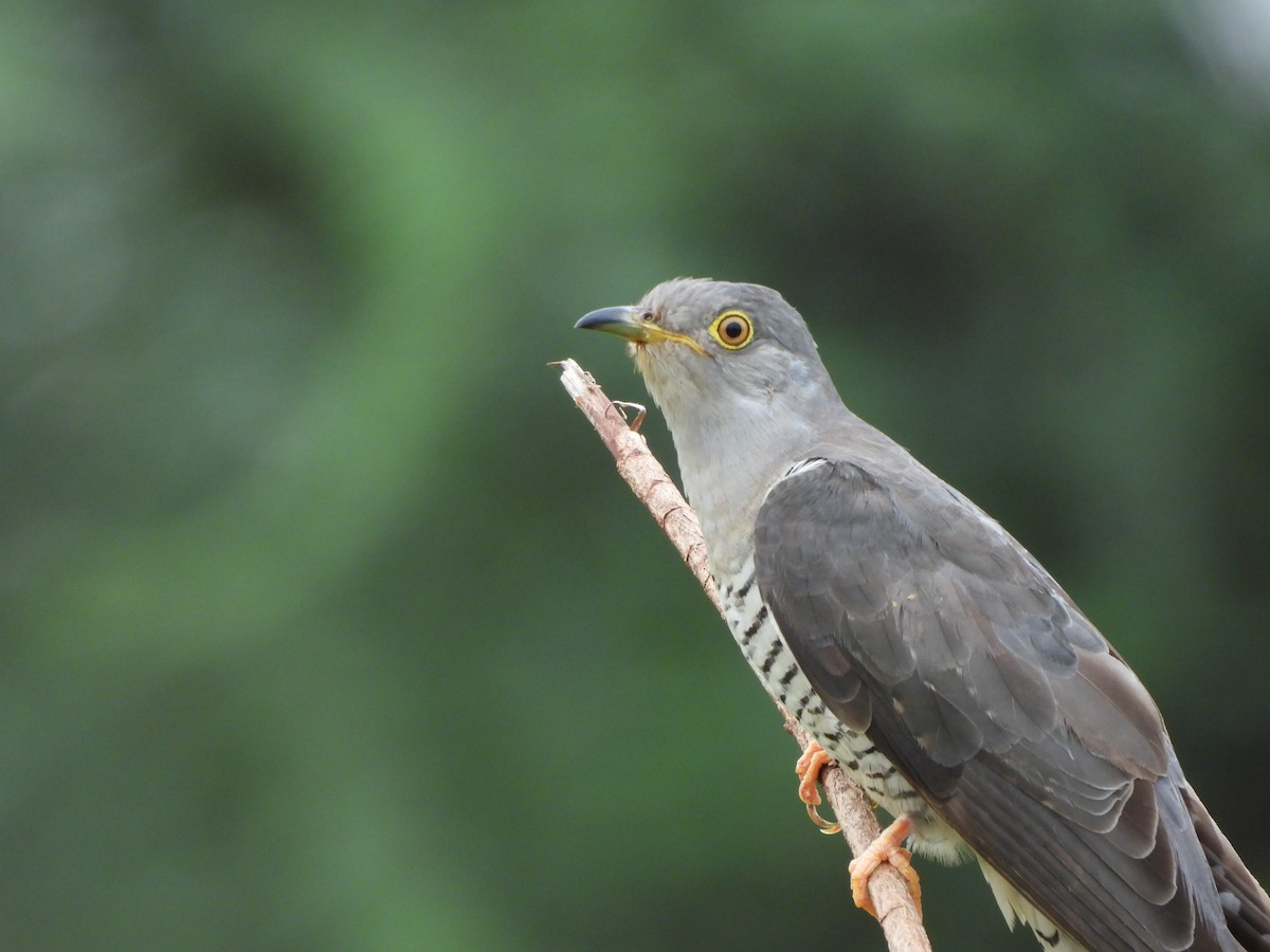 Common Cuckoo - ML621806269