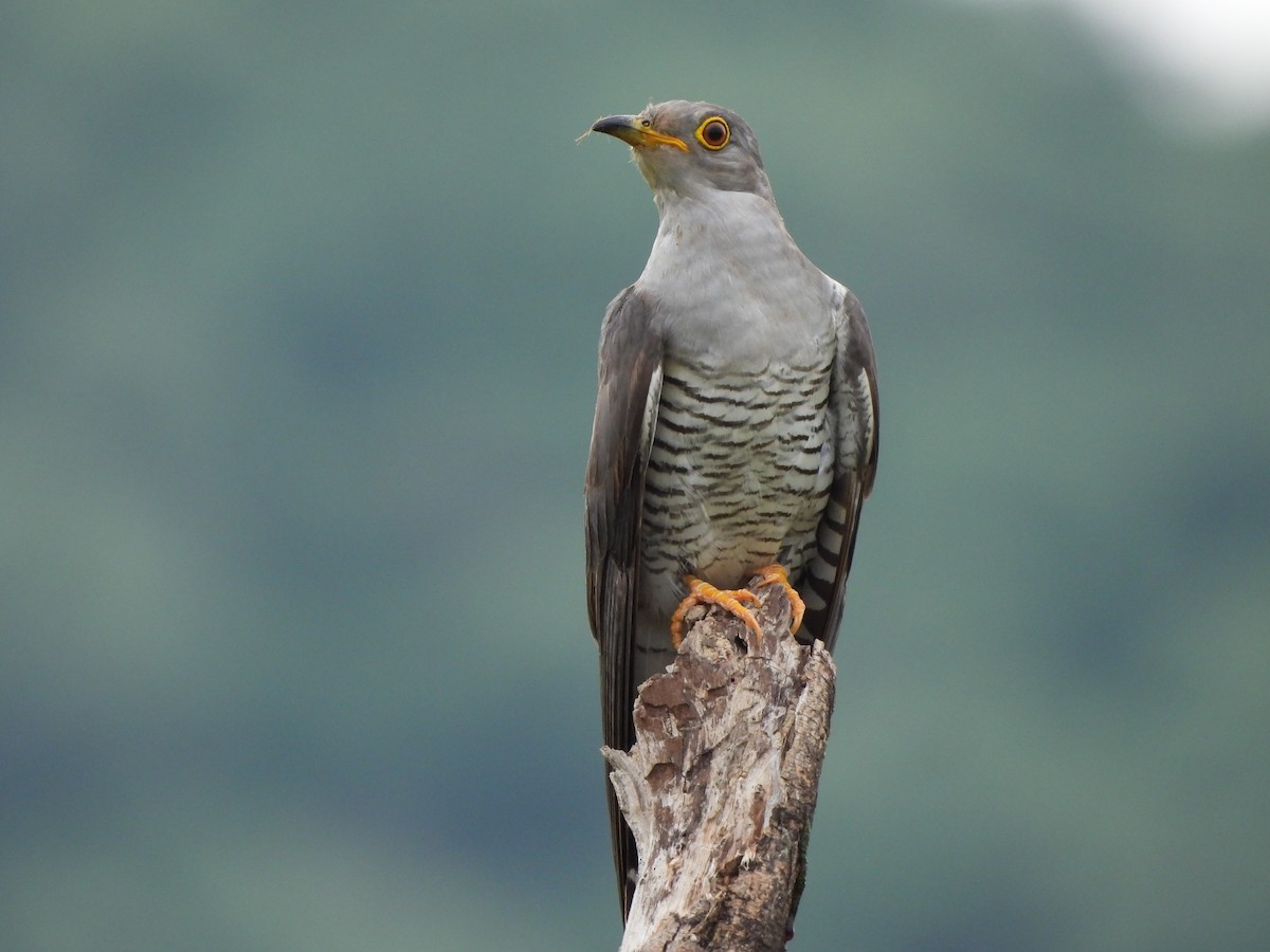 Common Cuckoo - ML621806270