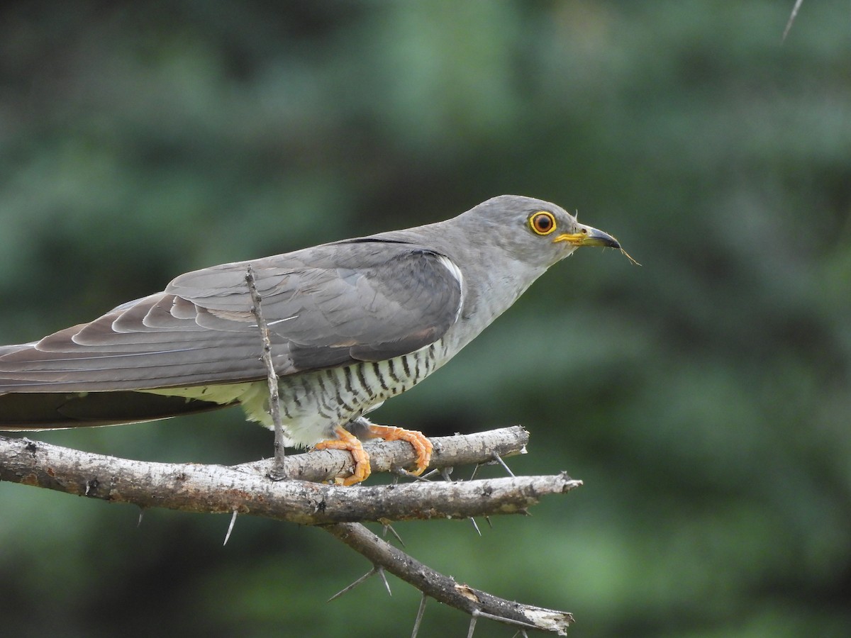 Common Cuckoo - ML621806271