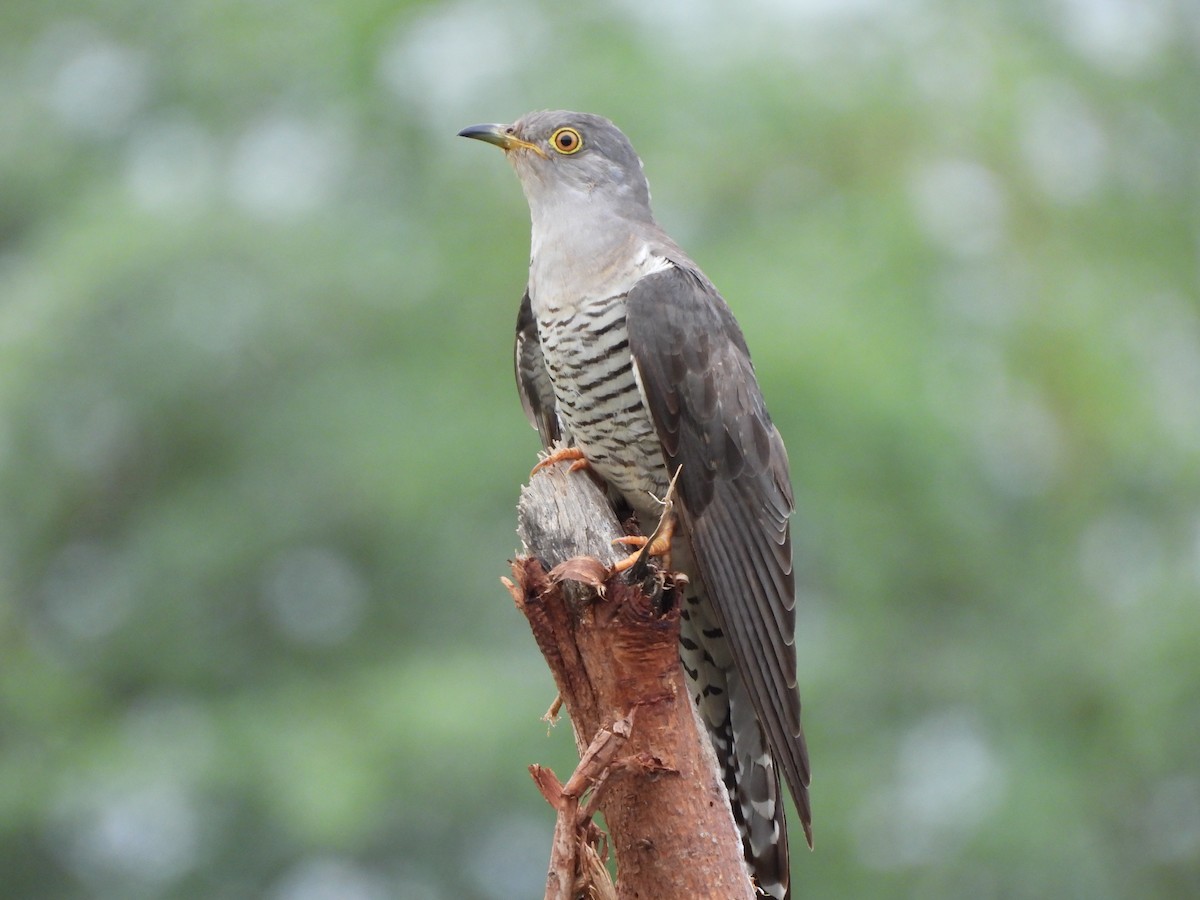 Common Cuckoo - Ranjeet Singh