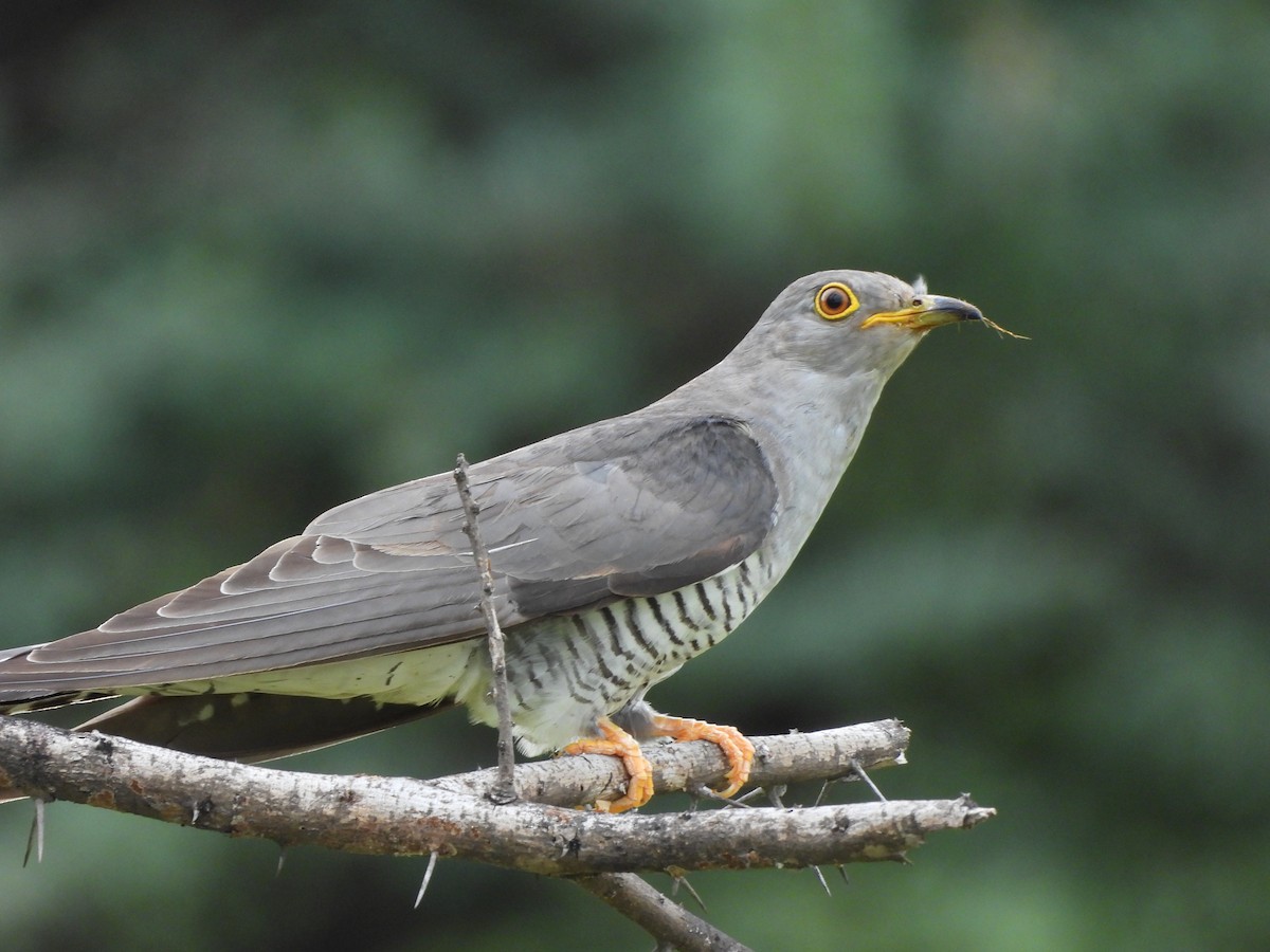 Common Cuckoo - ML621806274