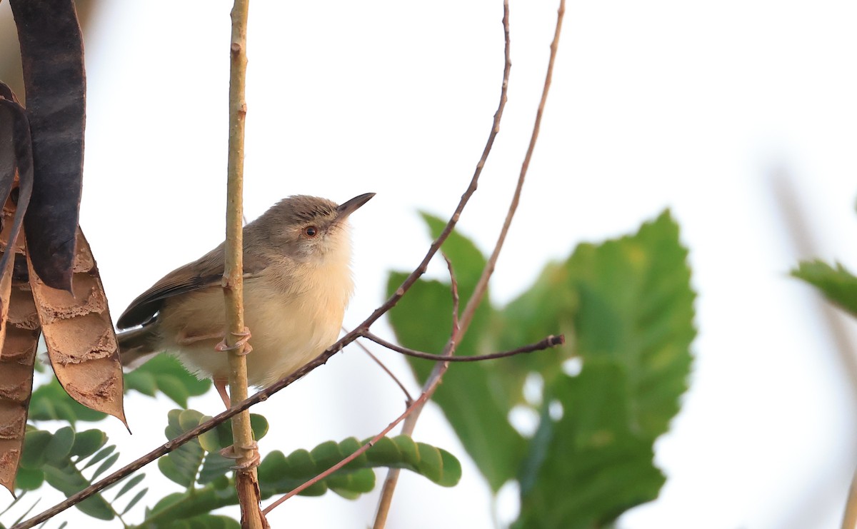 Prinia modeste - ML621806283