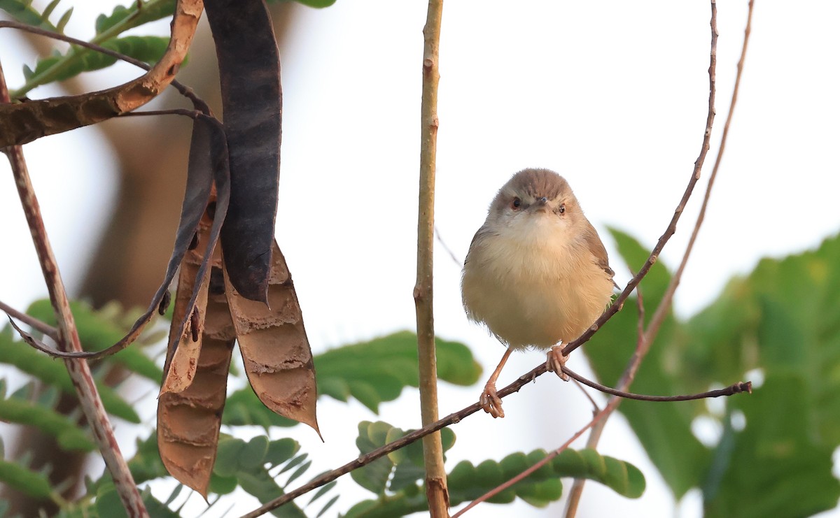 Prinia Modesta - ML621806284