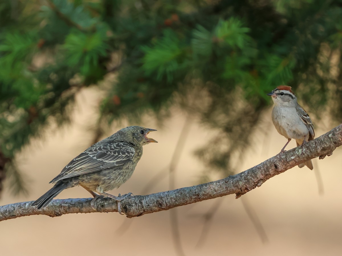 Chipping Sparrow - ML621806337