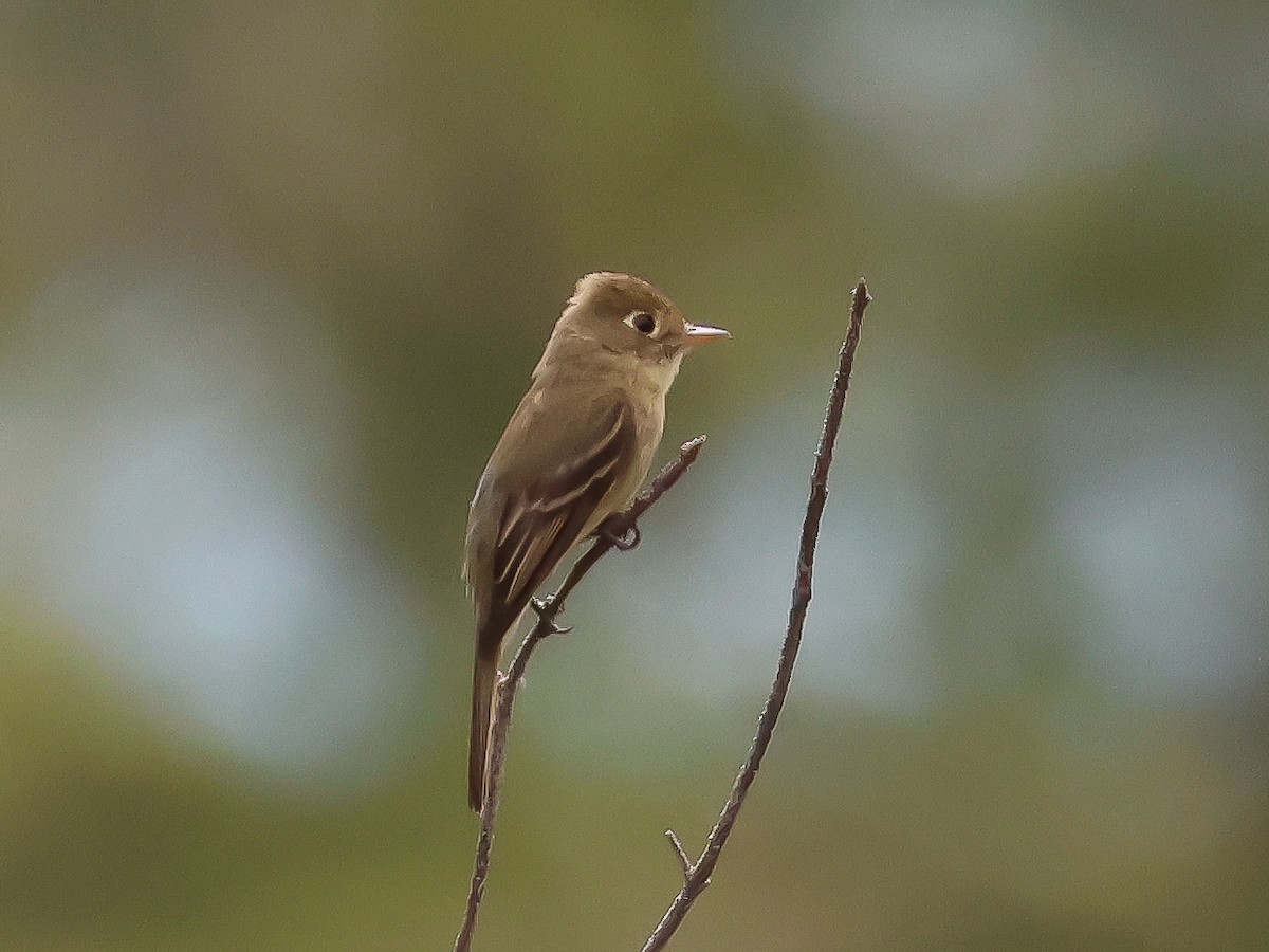 Western Flycatcher (Pacific-slope) - ML621806340