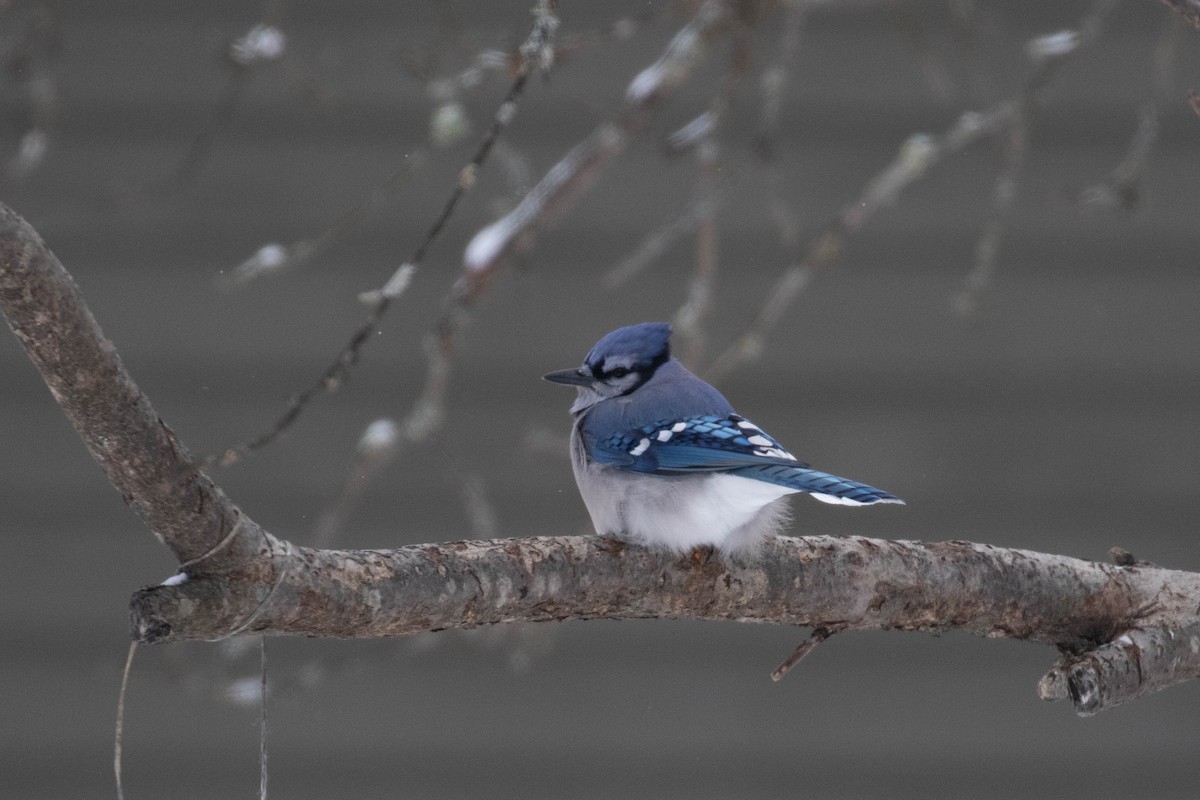 Blue Jay - ML621806358