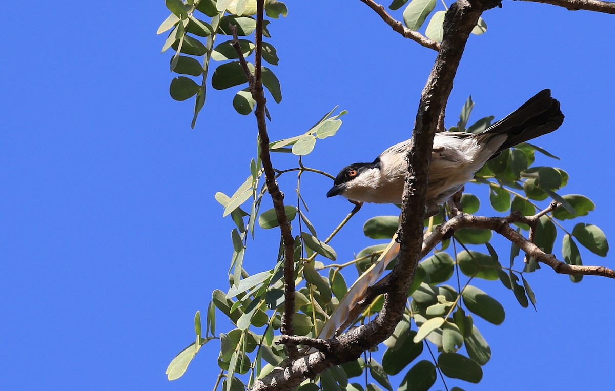 Northern Puffback - ML621806366