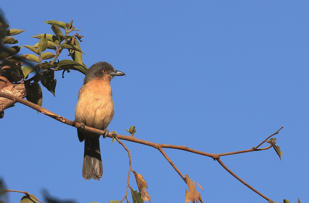 Northern Puffback - ML621806367