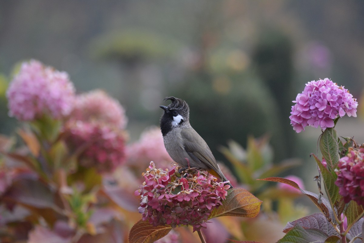 Himalayan Bulbul - ML621806371