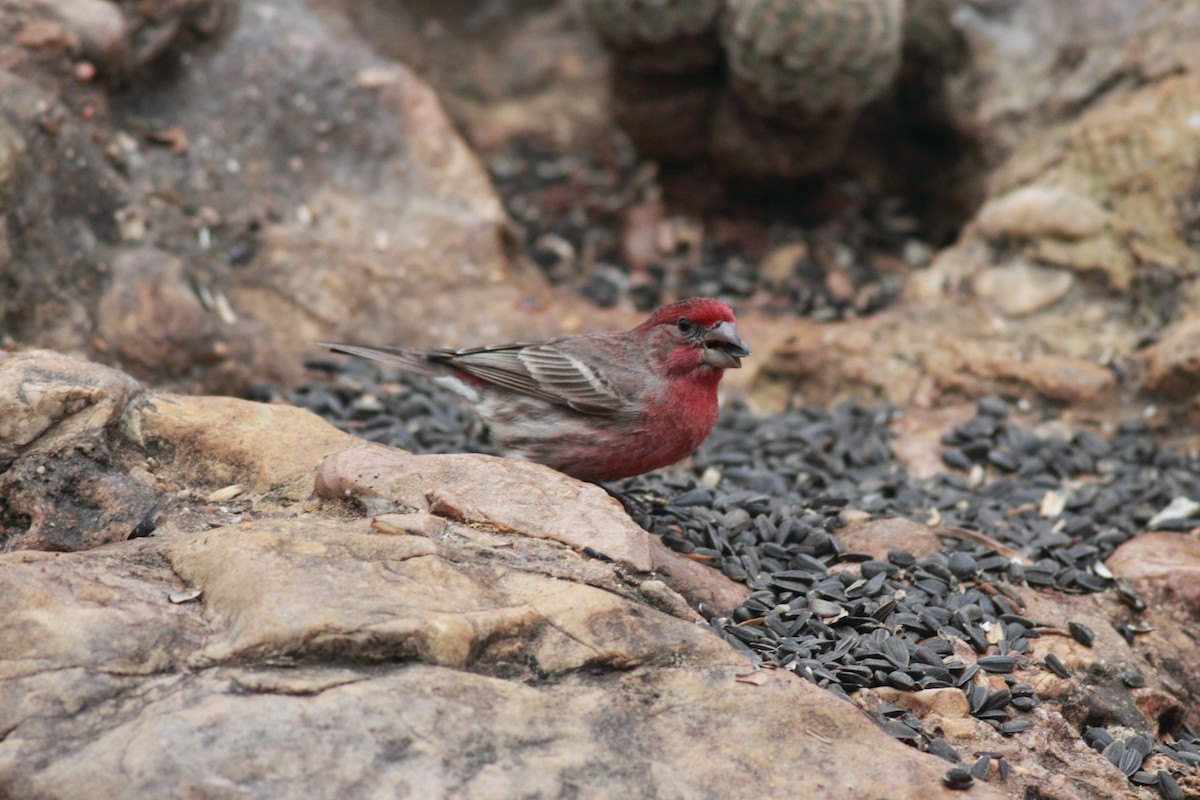 House Finch - ML621806372