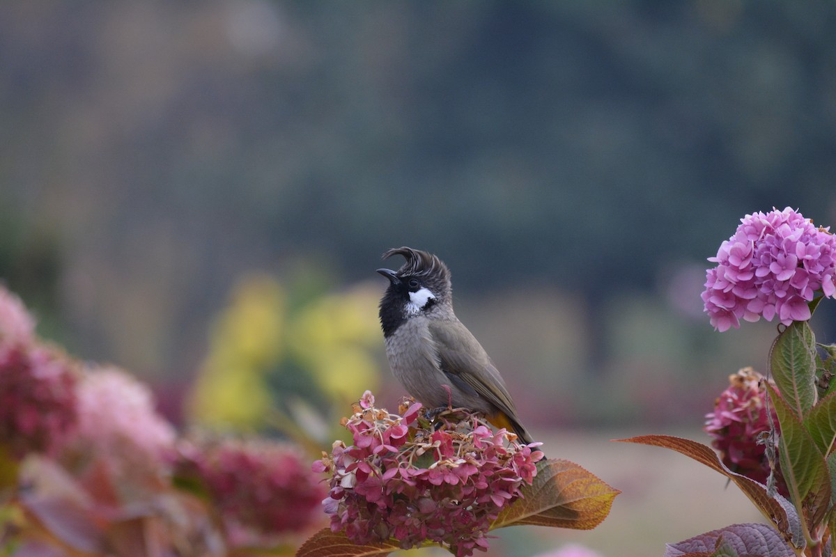 Himalayan Bulbul - ML621806374