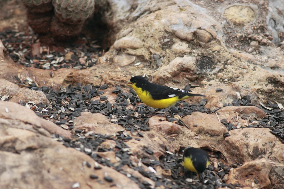 Lesser Goldfinch - ML621806393