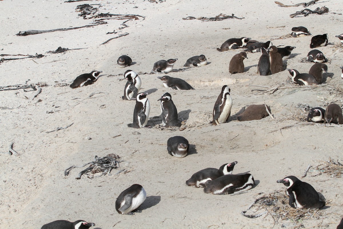 African Penguin - ML621806394