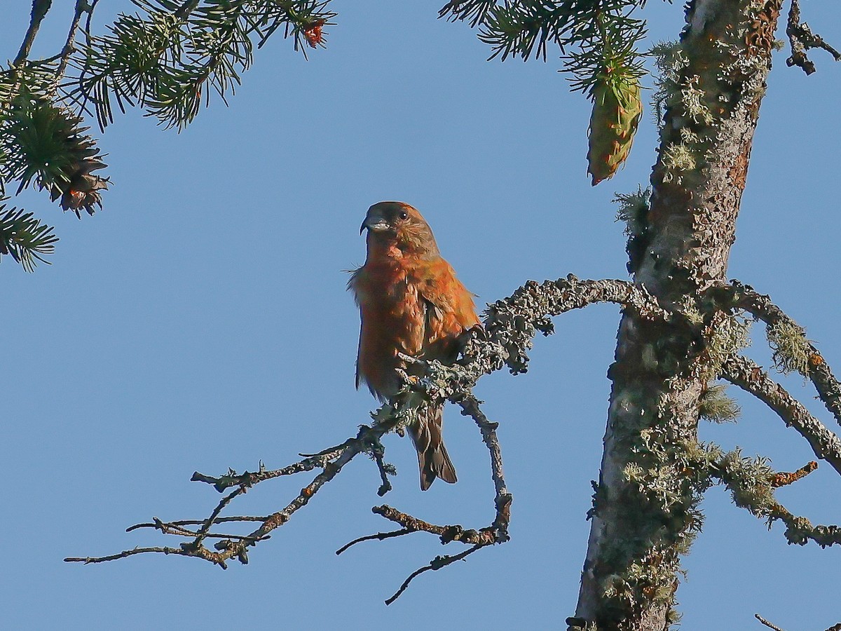 Red Crossbill - ML621806396