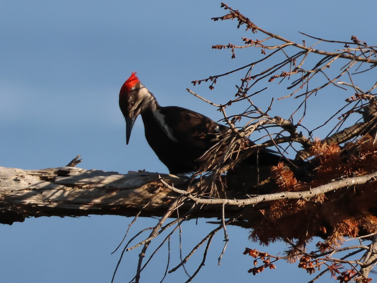 Pileated Woodpecker - ML621806398