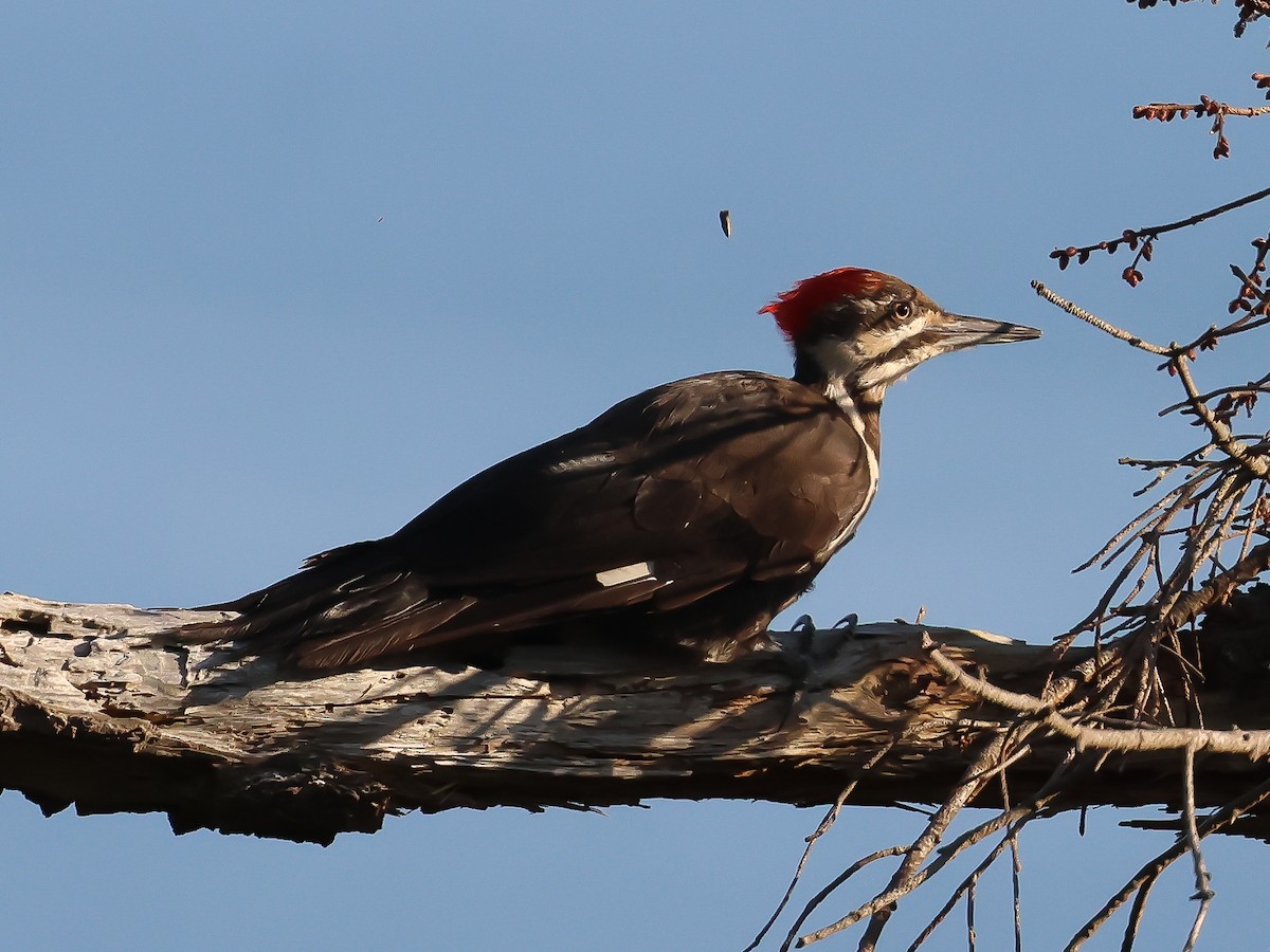 Pileated Woodpecker - Ian Burgess