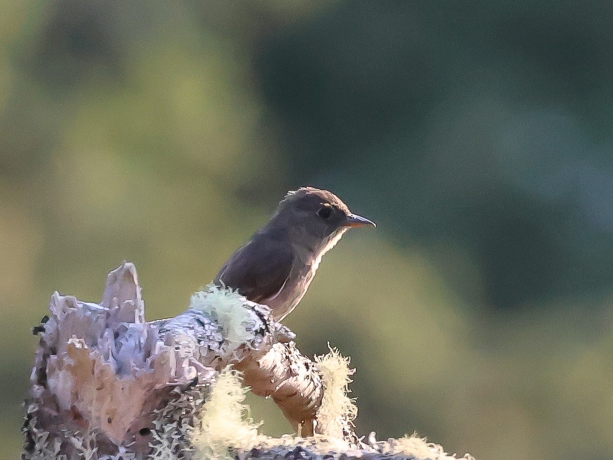 Western Wood-Pewee - ML621806412