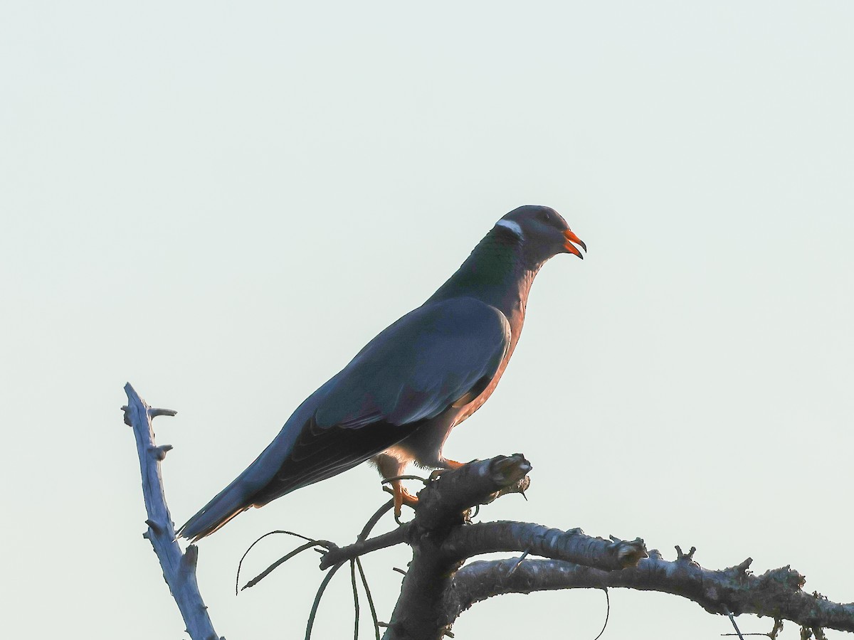 Band-tailed Pigeon - ML621806414