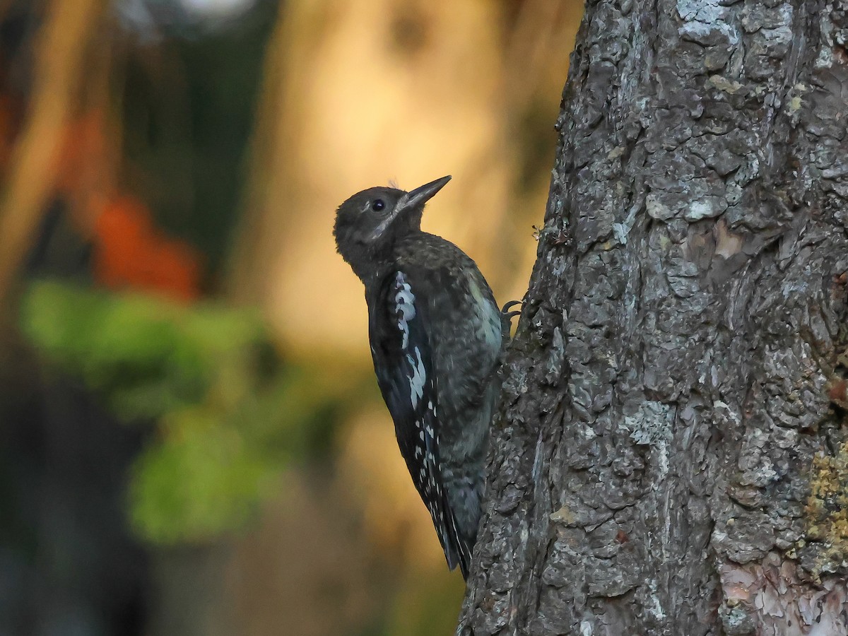 Red-breasted Sapsucker - ML621806416