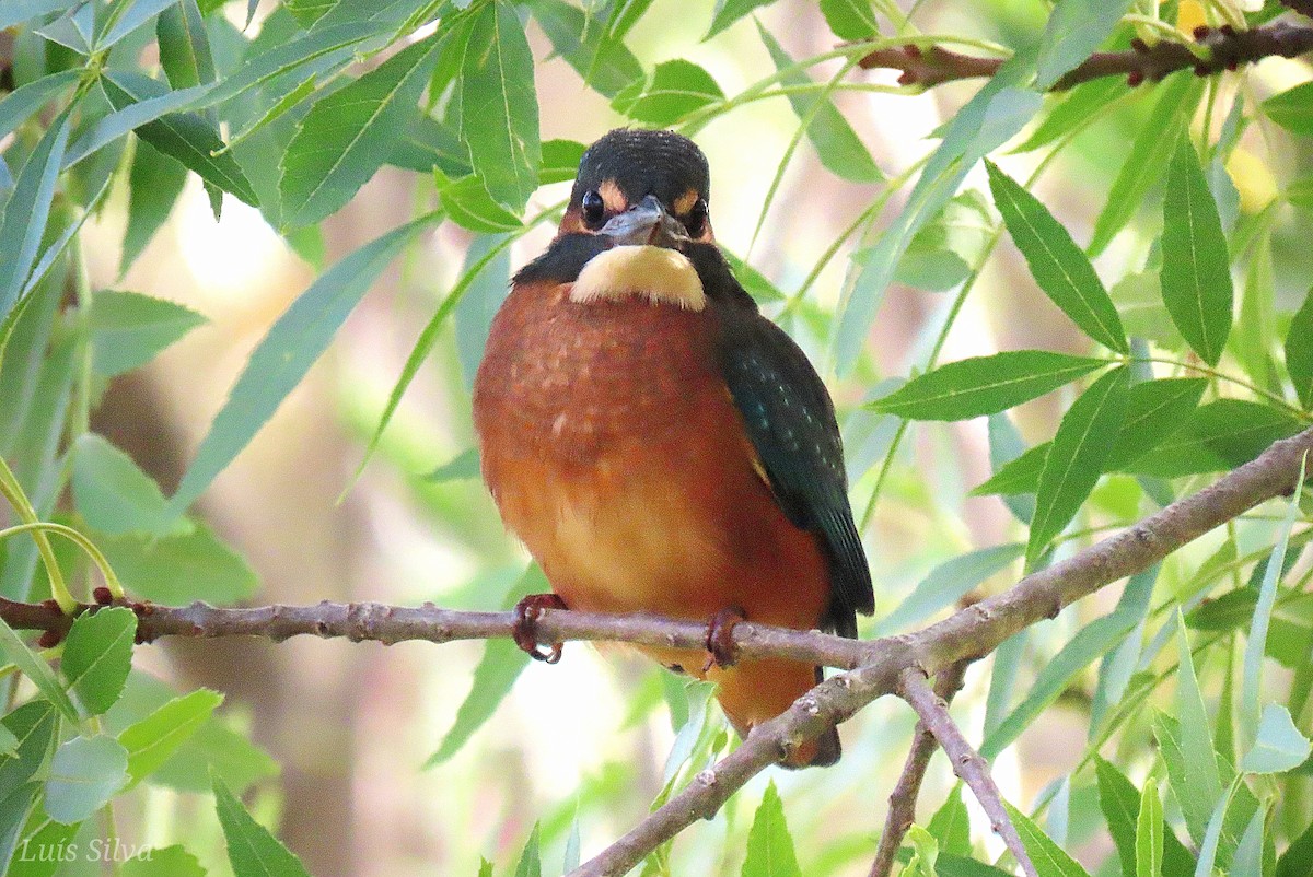 Common Kingfisher - ML621806418