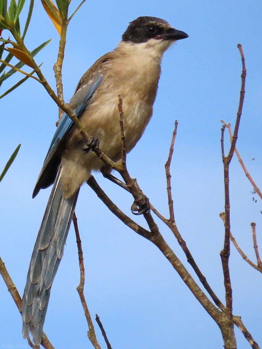 Iberian Magpie - ML621806422