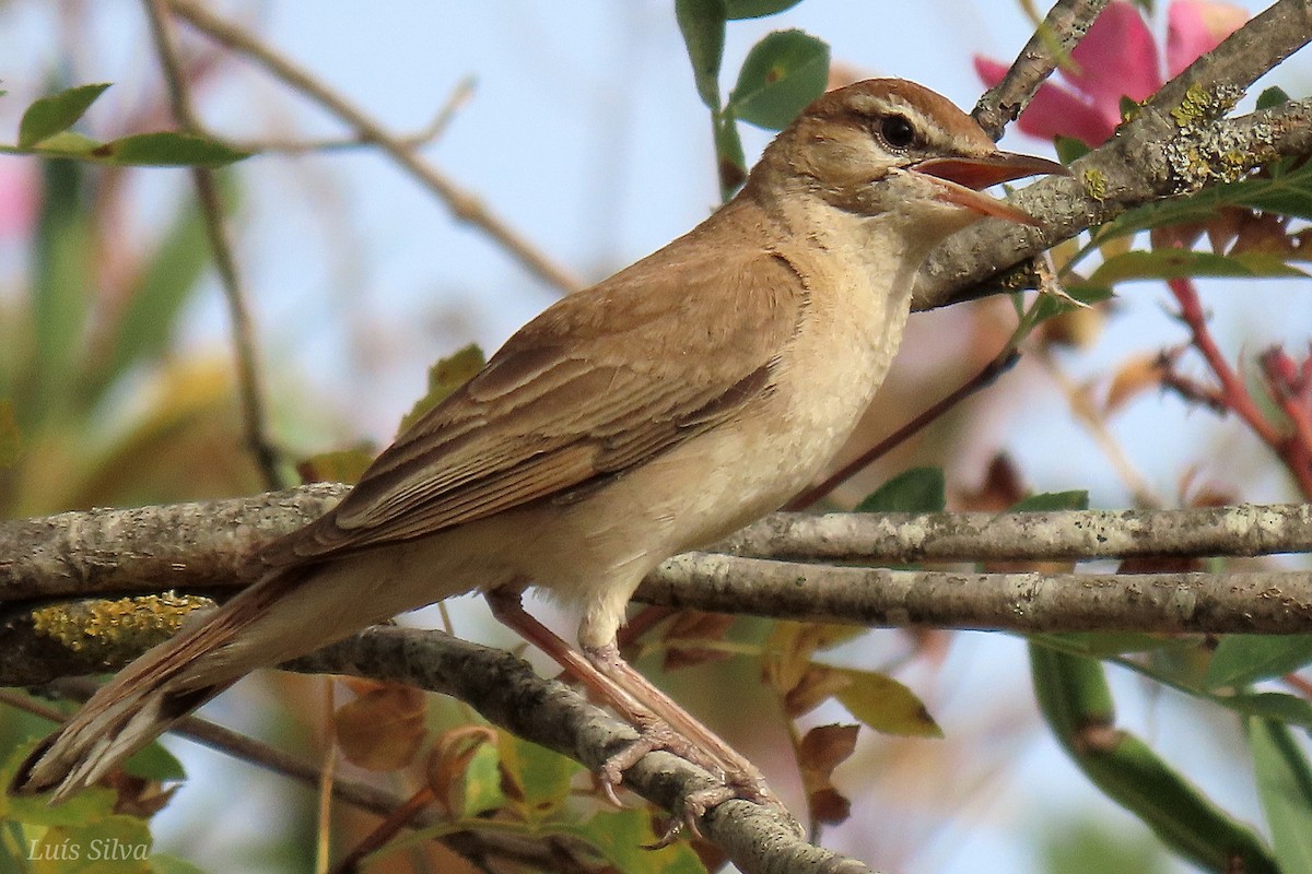 Rufous-tailed Scrub-Robin - ML621806430