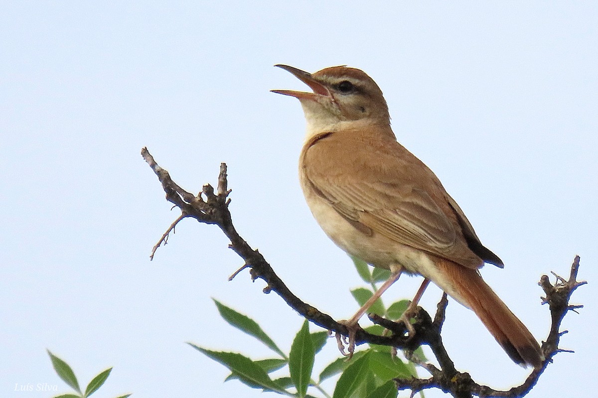 Rufous-tailed Scrub-Robin - ML621806431