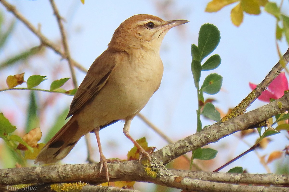 Rufous-tailed Scrub-Robin - ML621806432