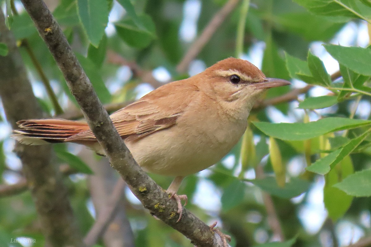 Rufous-tailed Scrub-Robin - Luís Manuel Silva