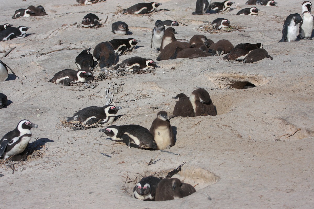 African Penguin - ML621806442