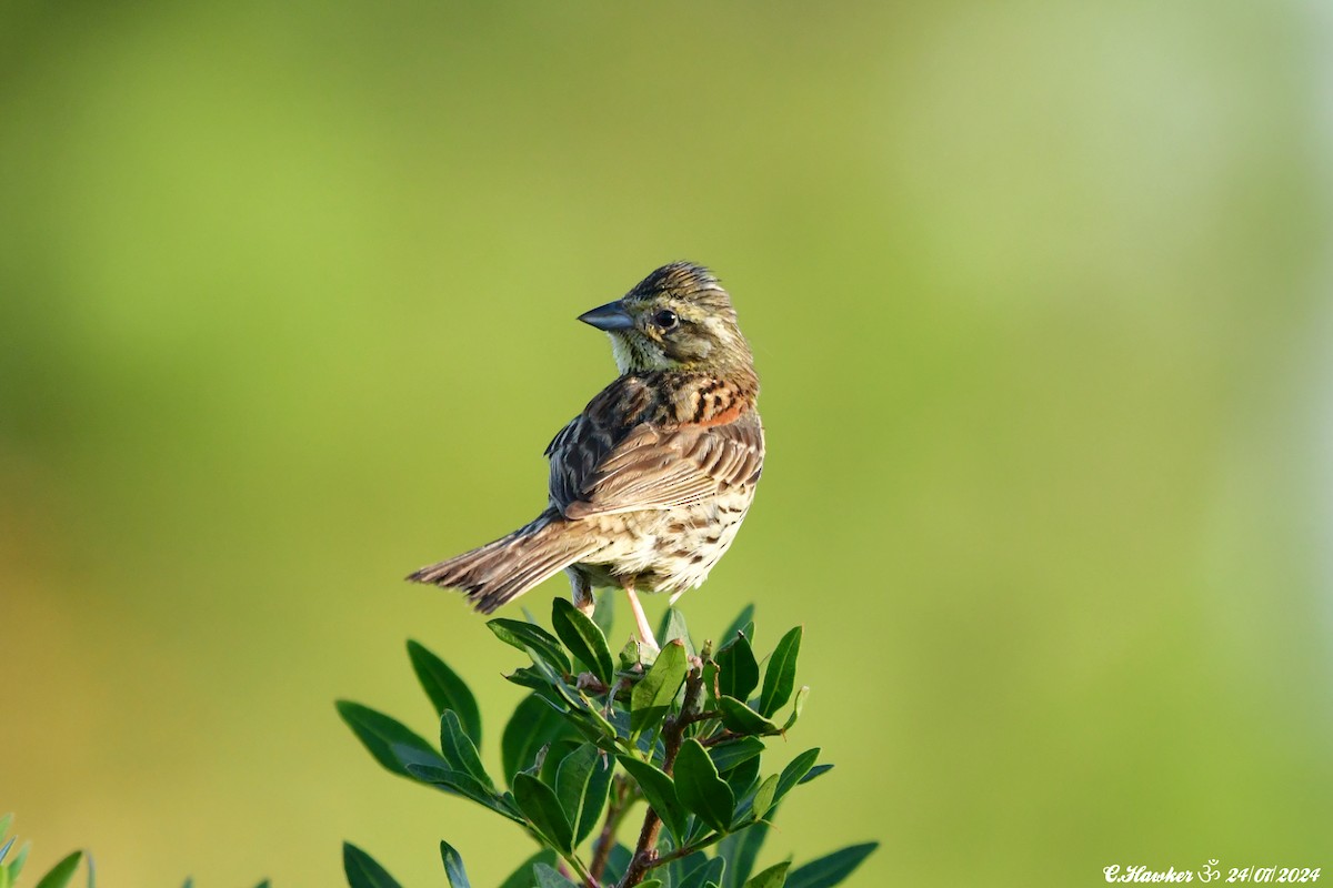 Hesi-berdantza - ML621806454