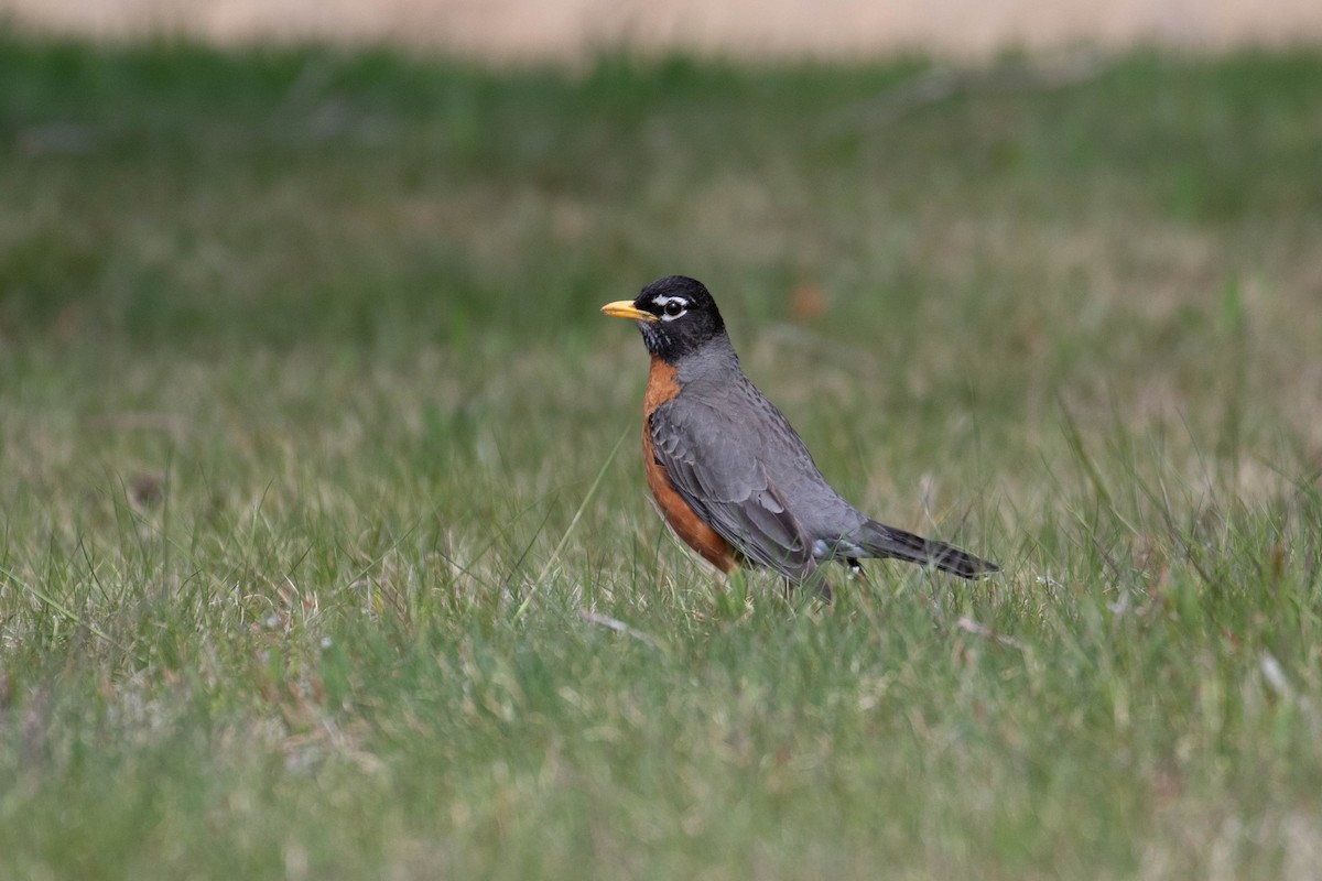 American Robin - Benjamin Griffith