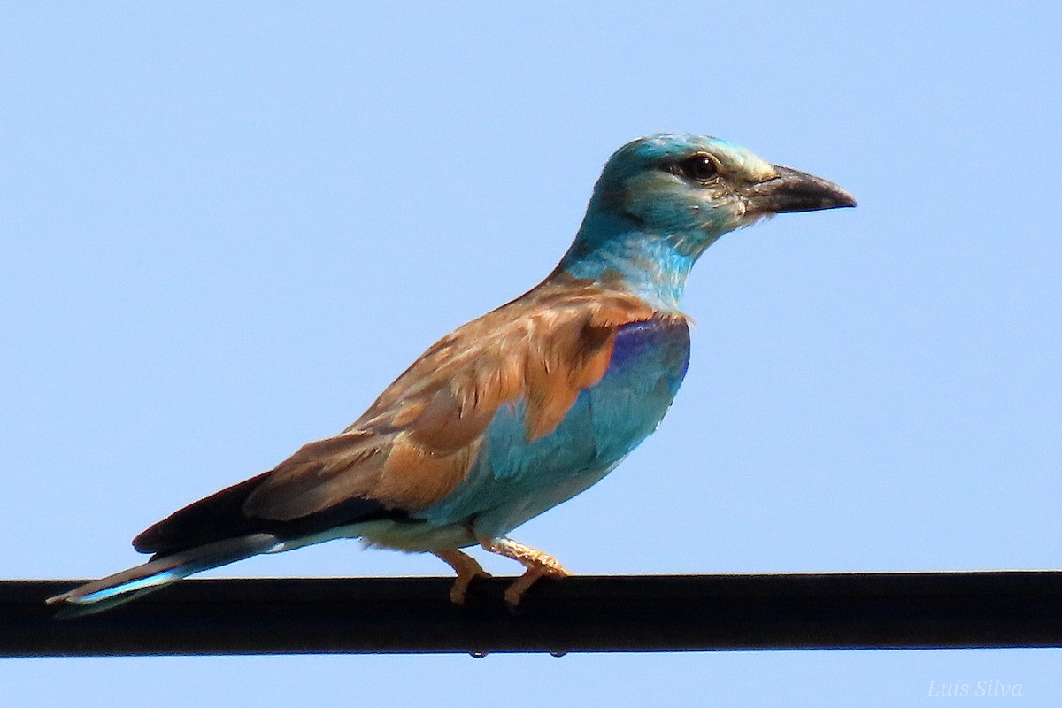 European Roller - ML621806497