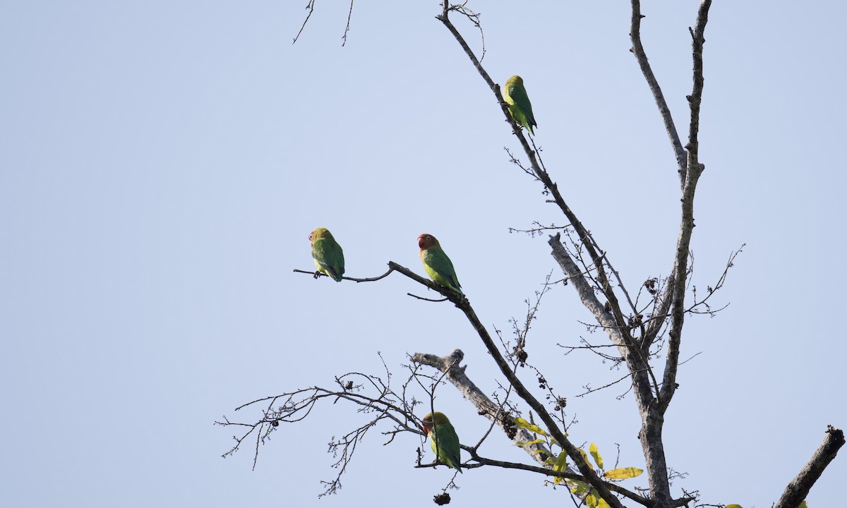 Lilian's Lovebird - ML621806522