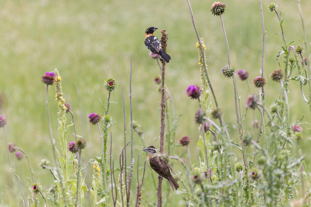 Black-headed Grosbeak - ML621806566