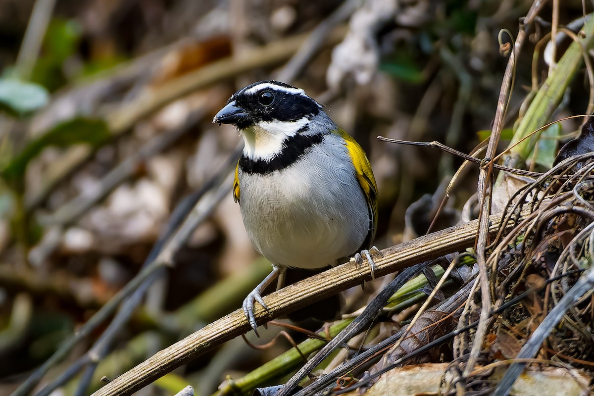 Pectoral Sparrow - Leandro Rezende