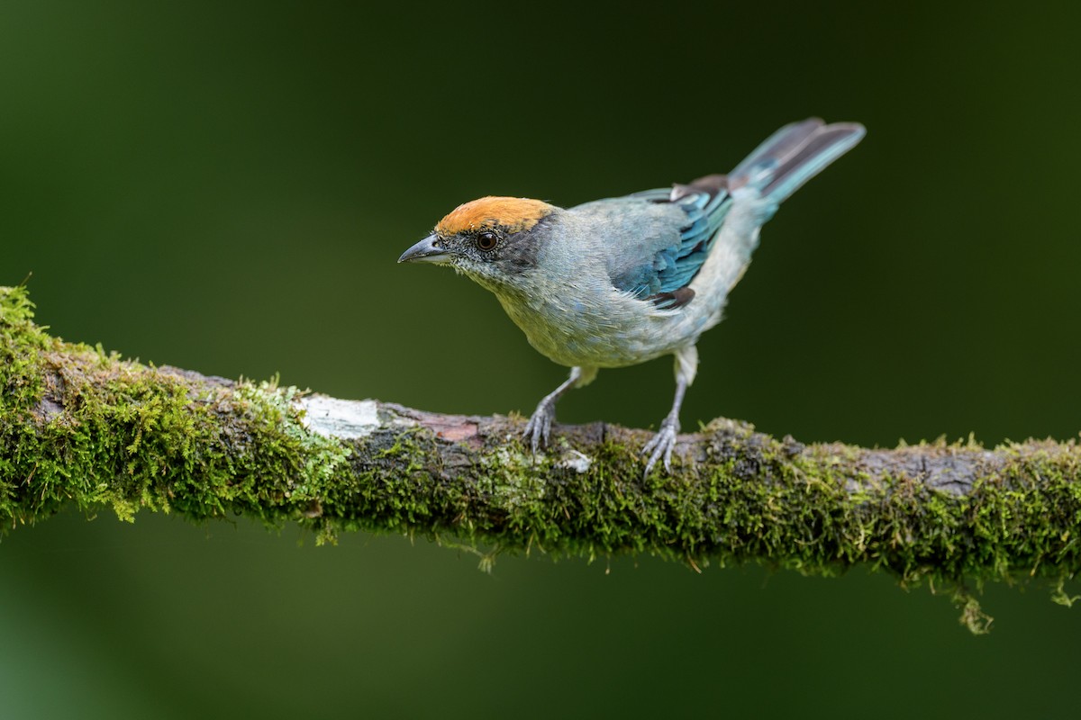 Scrub Tanager - ML621806598
