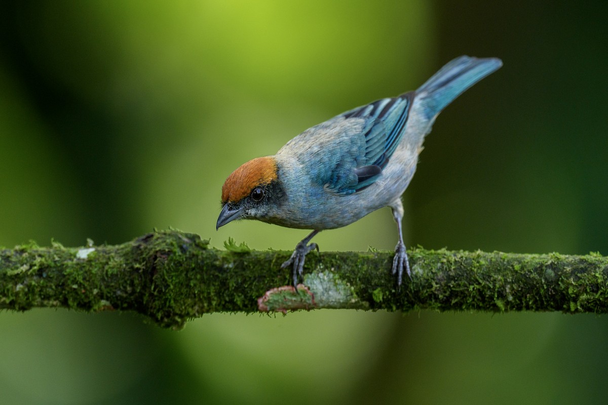 Scrub Tanager - ML621806599