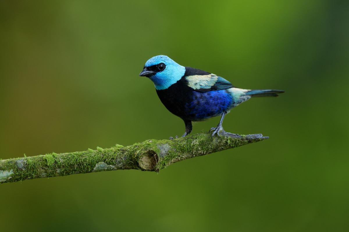 Blue-necked Tanager - ML621806604