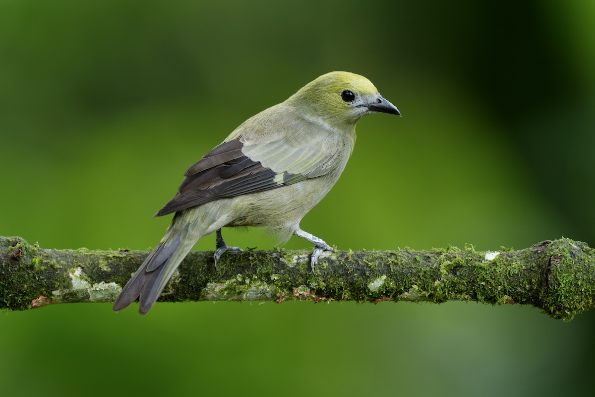 Palm Tanager - ML621806607