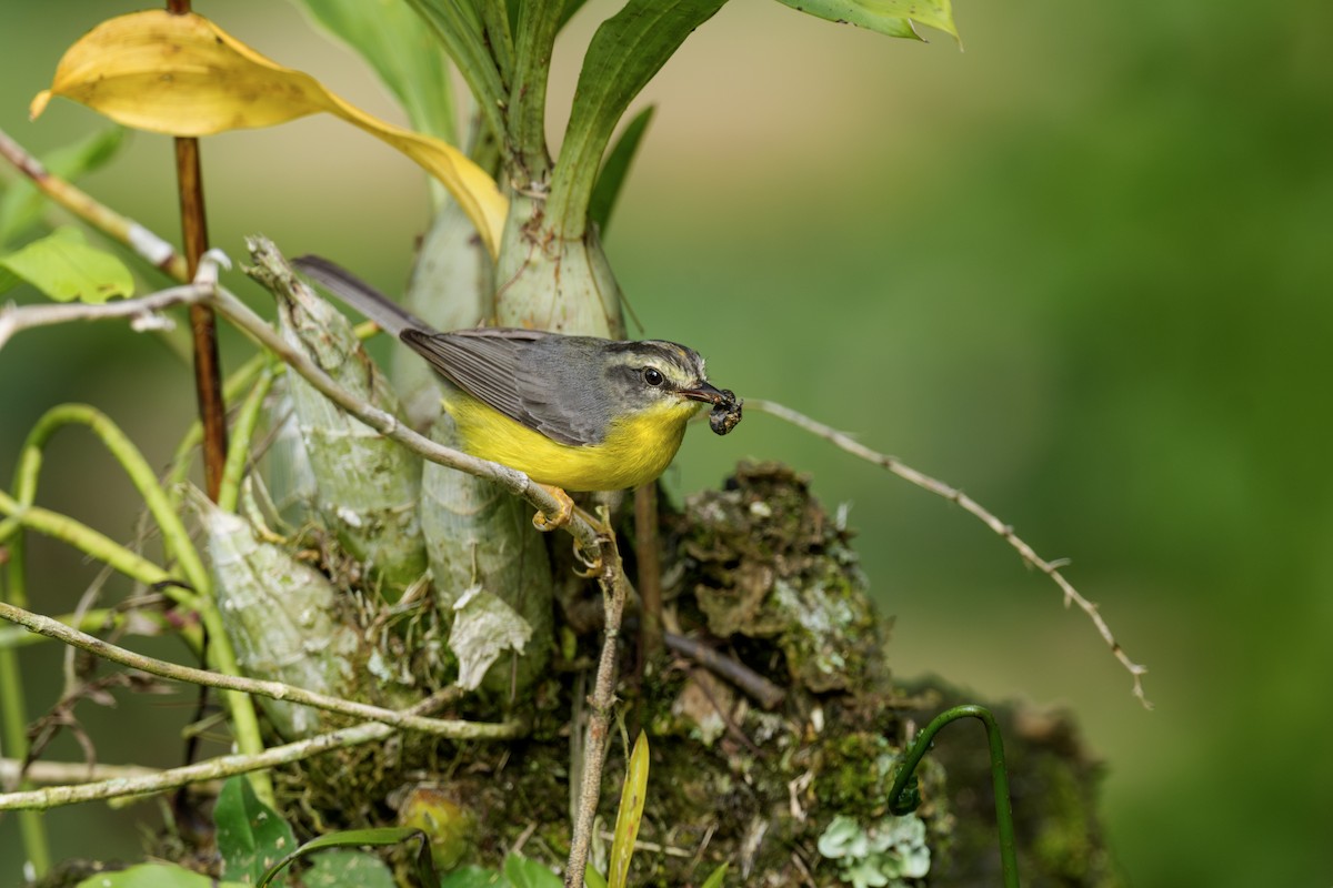 Golden-crowned Warbler - ML621806624