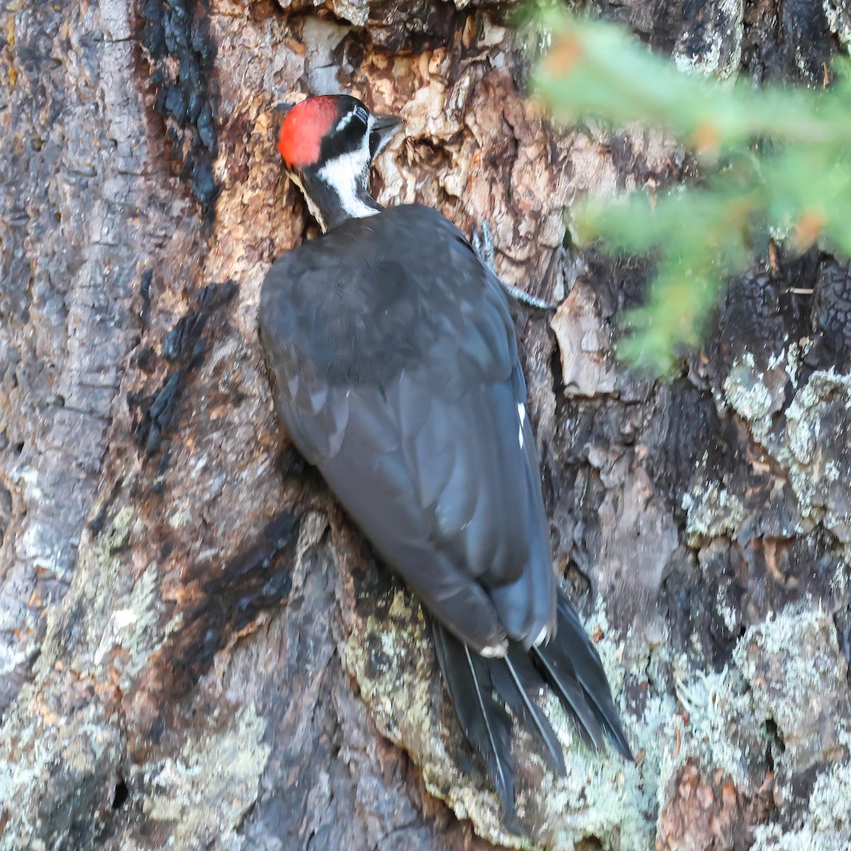 Pileated Woodpecker - ML621806625