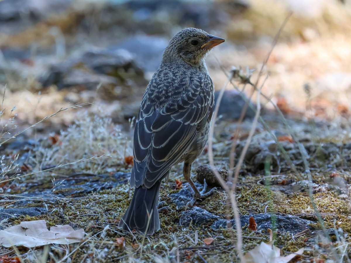 Brown-headed Cowbird - ML621806646