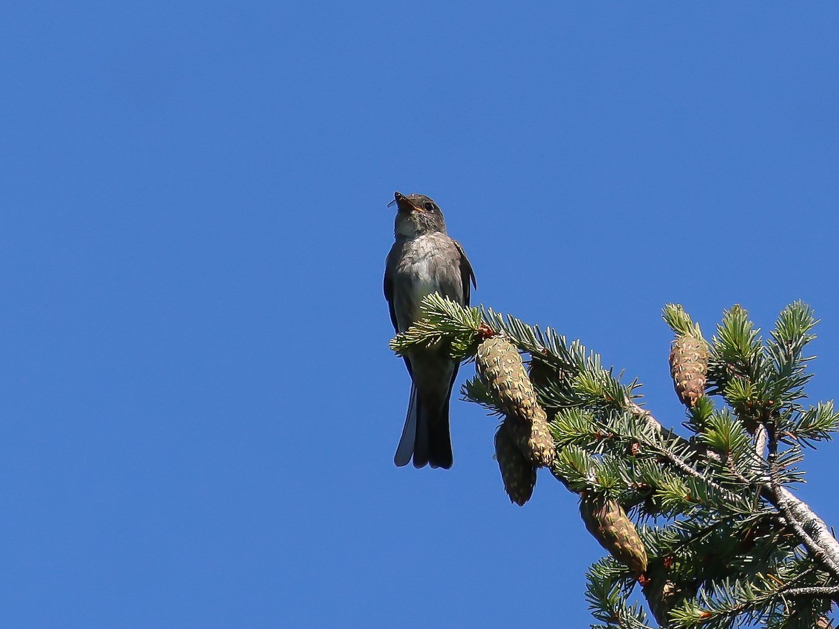 Olive-sided Flycatcher - Ian Burgess