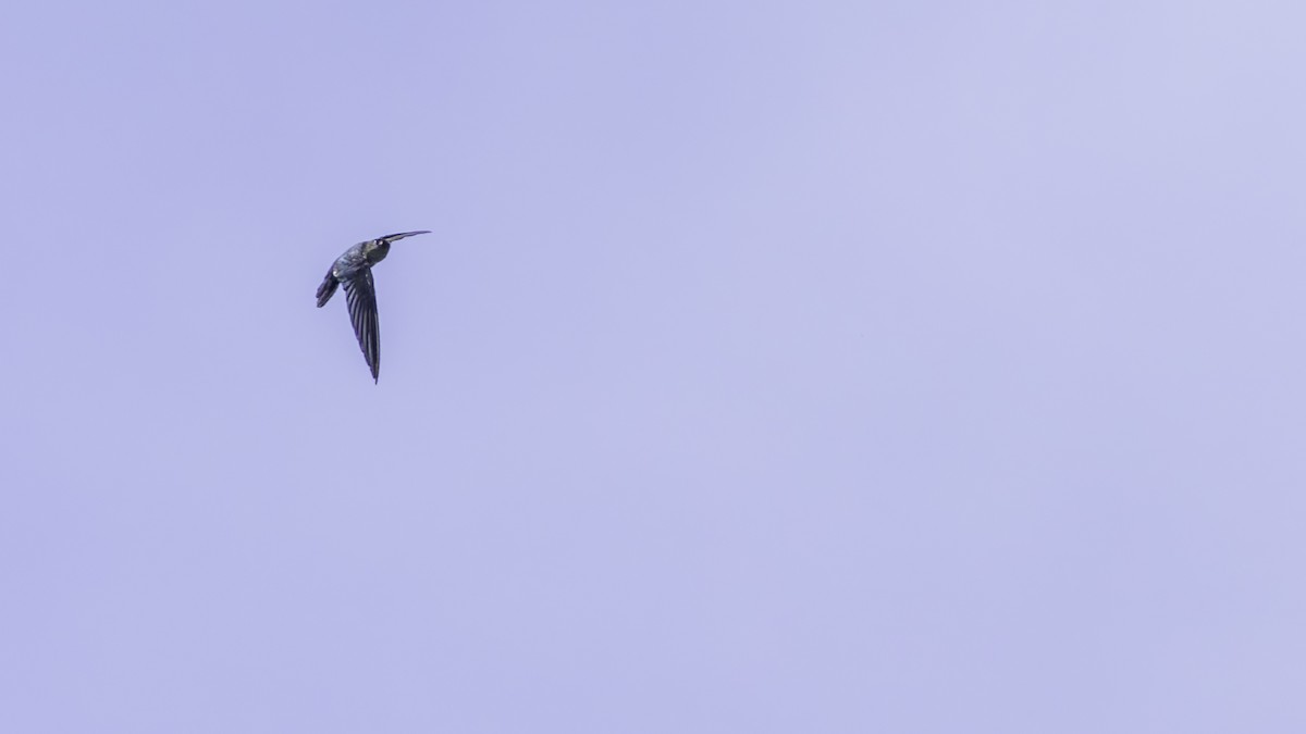 Glossy Swiftlet - ML621806656